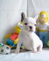 Puppies for sale Ukraine, Luck French Bulldog