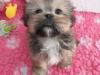 Puppies for sale Netherlands, Maastricht Lhasa Apso