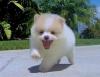 Puppies for sale Georgia, Burn Pomeranian Spitz