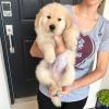 Puppies for sale Austria, Graz Golden Retriever