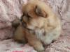 Puppies for sale Spain, Seville Chow Chow