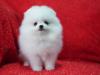 Puppies for sale Denmark, Kopenagen Pomeranian Spitz