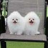 Puppies for sale Czech Republic, Bridge Pomeranian Spitz