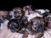 Puppies for sale Germany, Dortmund Havanese