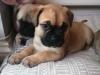 Puppies for sale Cyprus, Paphos Bullmastiff
