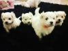 Puppies for sale Netherlands, Maltese
