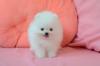 Puppies for sale Lithuania, Kayschyadoris Pomeranian Spitz