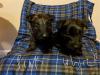 Puppies for sale Germany, Oranienburg Scotch-terrier