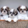 Puppies for sale Tajikistan, Istaravshan Shih Tzu