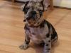 Puppies for sale Netherlands, Maastricht French Bulldog
