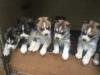 Puppies for sale Greece, Patra Haski