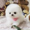 Puppies for sale Kazakhstan, Petropavlovsk Pomeranian Spitz