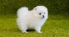 Puppies for sale Slovenia, Jesenice Pomeranian Spitz