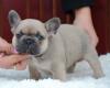 Puppies for sale Latvia, Ludza French Bulldog