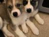Puppies for sale Finland, Helsinki Haski