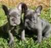 Puppies for sale Moldova, Bender French Bulldog