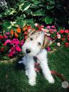Puppies for sale Germany, Kayzerslauten Fokxterer