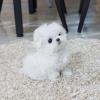 Puppies for sale Sweden, Malmo Maltese
