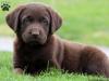 Puppies for sale France, Paris Labrador
