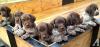 Puppies for sale Germany, Cottbus Pointer