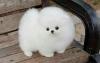 Puppies for sale Germany, Wuppertal , Pomeranian