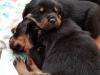 Puppies for sale Germany, Rottweiler