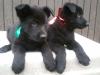 Puppies for sale Cyprus, Nicosia German Shepherd Dog