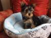 Puppies for sale Netherlands, Yorkshire Terrier