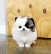 Puppies for sale Finland, Turks , pomsky