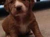 Puppies for sale Cyprus, Paphos Cocker Spaniel