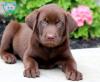 Puppies for sale Finland, Helsinki Labrador