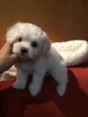 Puppies for sale Tajikistan, Kurgan-Tube Maltese