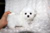 Puppies for sale Netherlands, Rotterdam Maltese