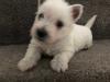 Puppies for sale Cyprus, Larnaca West Highland White Terrier