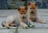 Puppies for sale France, Paris Finnish Spitz