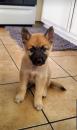 Puppies for sale France, Perpignan German Shepherd Dog