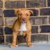 Puppies for sale Cyprus, Paphos American Pit-Bull Terrier
