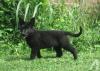 Puppies for sale Denmark, Kopenagen German Shepherd Dog