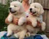 Puppies for sale Germany, Bonn Golden Retriever