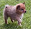 Puppies for sale Finland, Helsinki Finnish Spitz