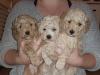 Puppies for sale Greece, Piraeus Miniature Poodle