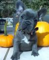 Puppies for sale Germany, Augsburg French Bulldog