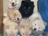 Puppies for sale Sweden, Norcheping Chow Chow