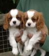 Puppies for sale Netherlands, Tilburg King Charles Spaniel
