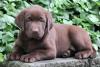 Puppies for sale Cyprus, Paphos Labrador