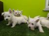 Puppies for sale Spain, Madrid West Highland White Terrier