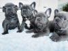 Puppies for sale Finland, Helsinki French Bulldog