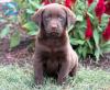 Puppies for sale Sweden, Sundsvall Labrador