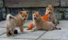 Puppies for sale Germany, Karlstadt Finnish Spitz