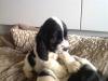 Puppies for sale Netherlands, The Hague Cocker Spaniel